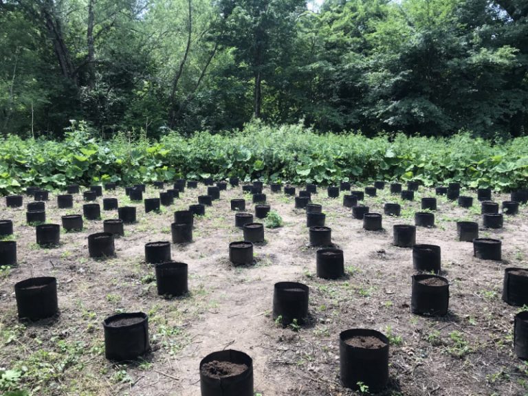 В Адыгее сотрудниками полиции в горно-лесистом массиве Майкопского района обнаружена скрытая плантация для выращивания конопли