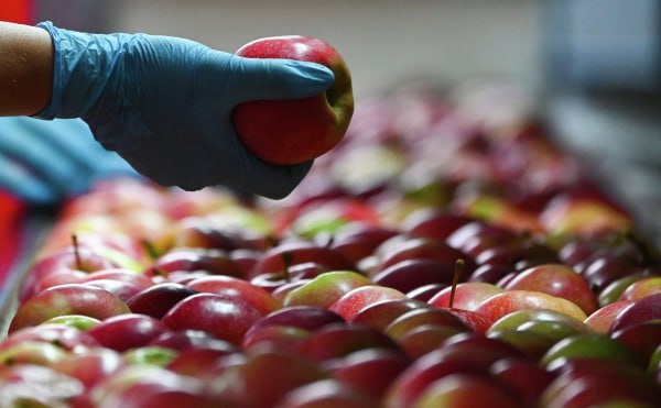 Kabardey-Balkar yenilikçi bahçecilikte Rusya’nın ilk üç lideri arasında